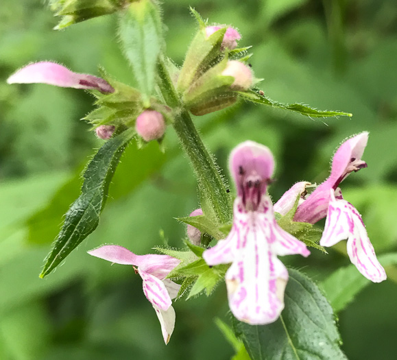 image of Stachys latidens, Broadtooth Hedgenettle