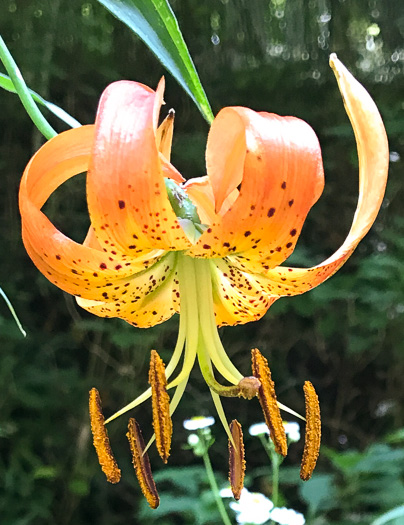 image of Lilium superbum, Turk's-cap Lily, Lily-royal, Superb Lily