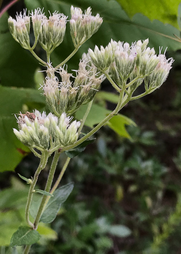 image of Eupatorium pilosum, Rough Boneset, Ragged Eupatorium