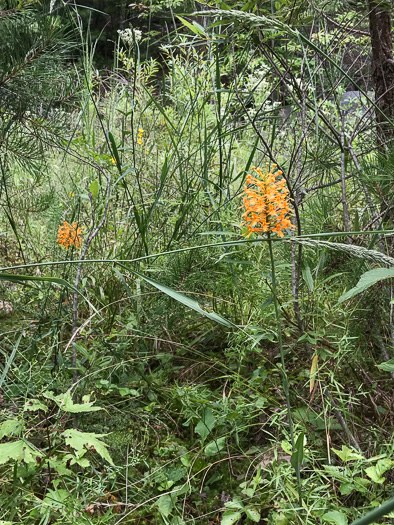 image of Platanthera ciliaris, Yellow Fringed Orchid