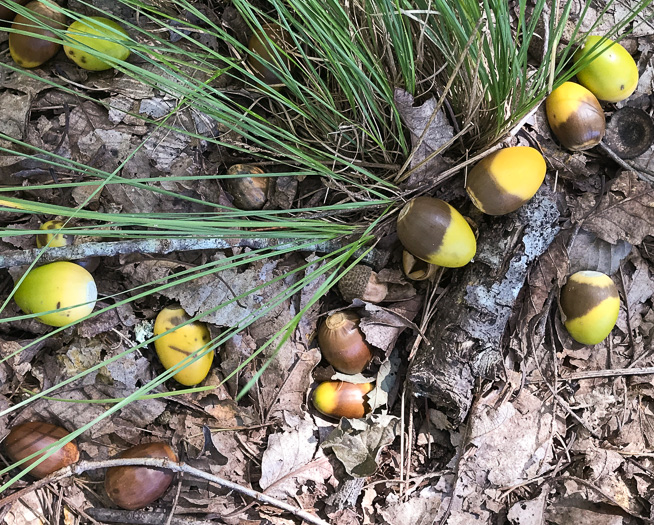 image of Quercus montana, Rock Chestnut Oak, Mountain Oak, Tanbark Oak