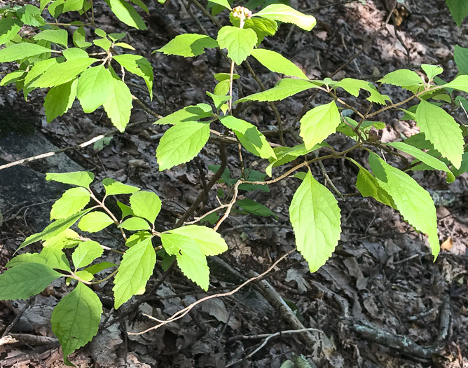 image of Callicarpa americana, American Beautyberry, French-mulberry, Beautybush