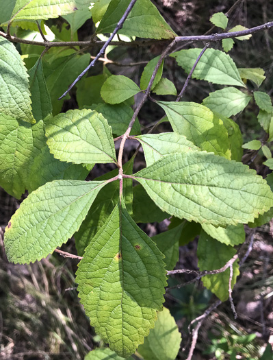 image of Callicarpa americana, American Beautyberry, French-mulberry, Beautybush