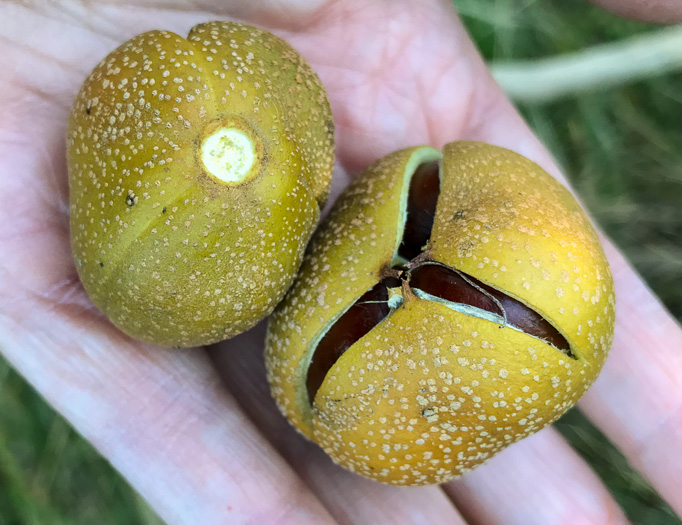 image of Aesculus sylvatica, Painted Buckeye