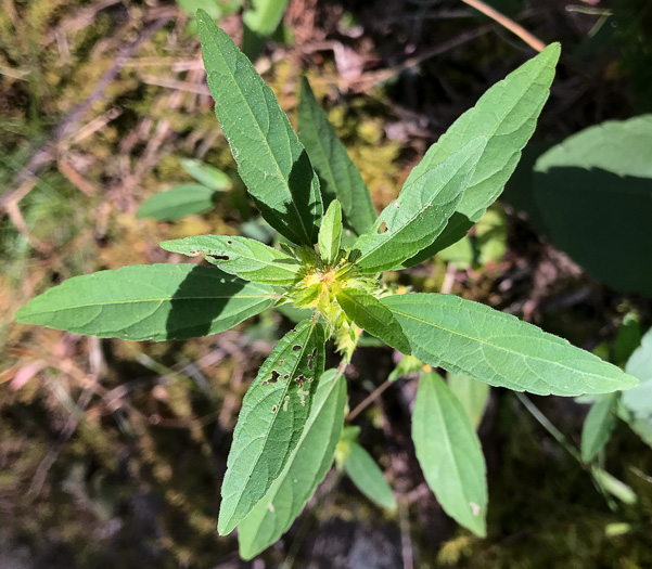 image of Acalypha gracilens, Slender Threeseed Mercury, Slender Copperleaf, Shortstalk Copperleaf