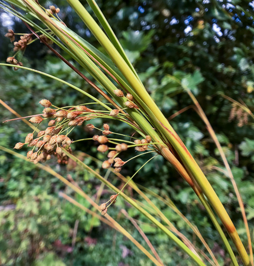 image of Scirpus expansus, Woodland Bulrush