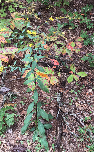 image of Solidago juncea, Early Goldenrod