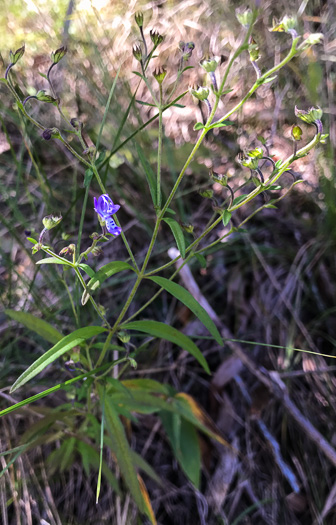 image of Trichostema setaceum, Narrowleaf Blue Curls