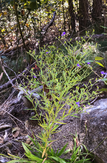 image of Trichostema setaceum, Narrowleaf Blue Curls