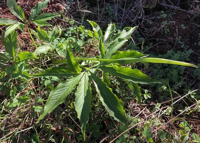 image of Pinellia pedatisecta, Chinese Green Dragon, Fan-leaf Chinese Green Dragon, Pinellia