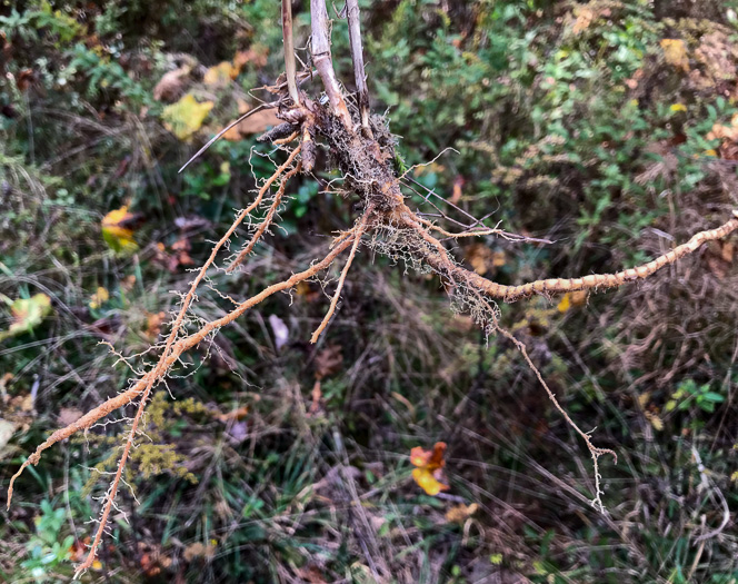 image of Panicum virgatum var. virgatum, Switchgrass, Prairie Switchgrass