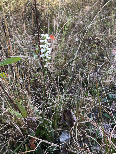 image of Spiranthes cernua, Nodding Ladies'-tresses