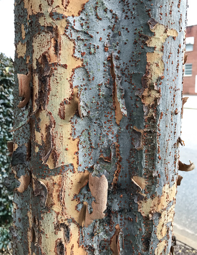 image of Ulmus parvifolia, Lacebark Elm, Chinese Elm