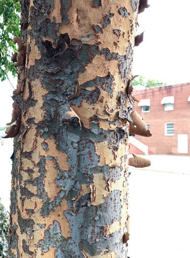 image of Ulmus parvifolia, Lacebark Elm, Chinese Elm