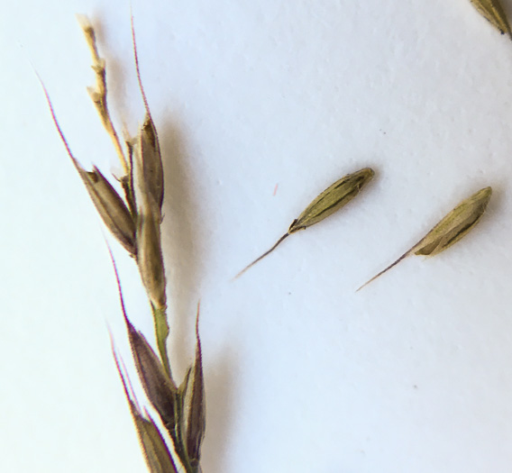 image of Muhlenbergia schreberi, Nimblewill