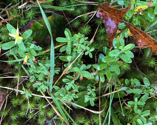 image of Hypericum stragulum, Straggling St. Johnswort, Low St. Johnswort, Creeping St. Andrew's Cross