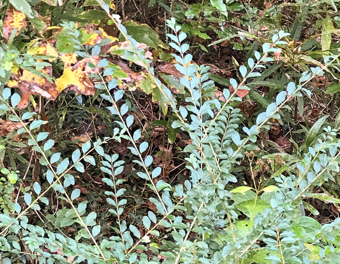 image of Ligustrum sinense, Chinese Privet, "privy hedge"