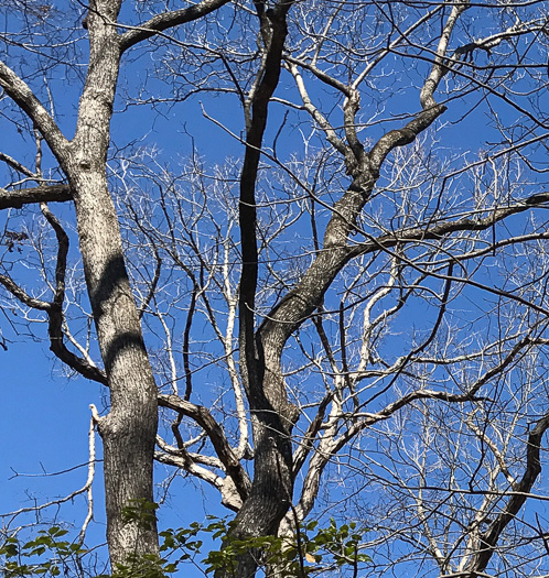 image of Carya tomentosa, Mockernut Hickory, White Hickory