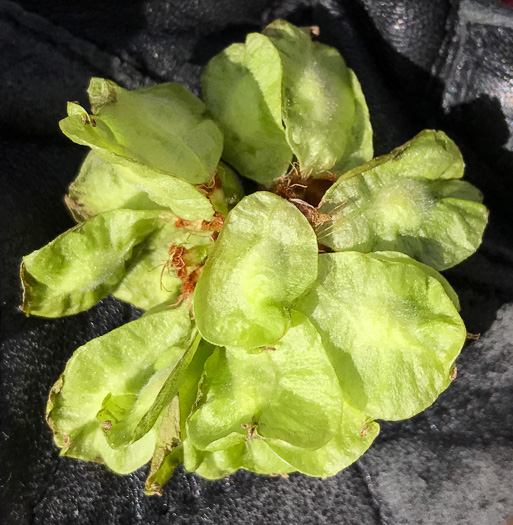 image of Ulmus rubra, Slippery Elm, Red Elm