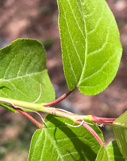 image of Prunus virginiana var. virginiana, Choke Cherry, Common Chokecherry