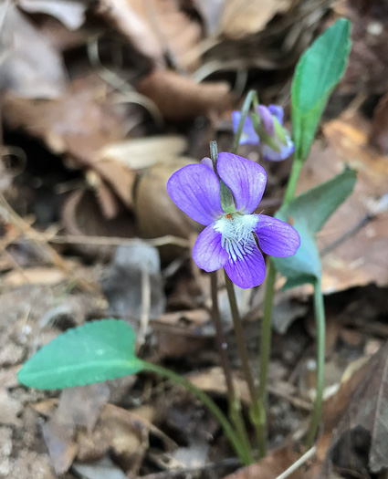 image of Viola sagittata, Arrowleaf Violet, Arrowhead Violet