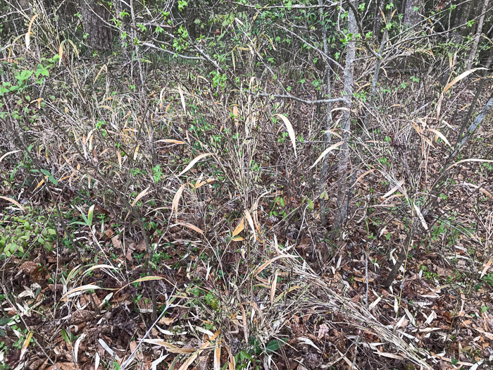 image of Arundinaria tecta, Switch Cane, Small Cane, Mutton Grass