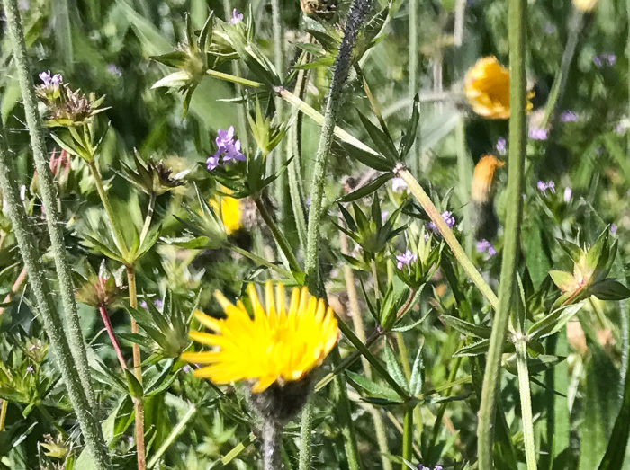 image of Galium sherardia, Field Madder, Blue Field-madder