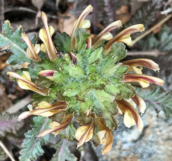 image of Pedicularis canadensis, Wood-betony, Eastern Lousewort, Fernleaf, Canadian Lousewort