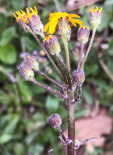 image of Packera aurea, Golden Ragwort, Heartleaf Ragwort, Golden Groundsel