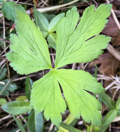 image of Anemone virginiana var. virginiana, Thimbleweed, Tall Thimbleweed, Tall Anemone