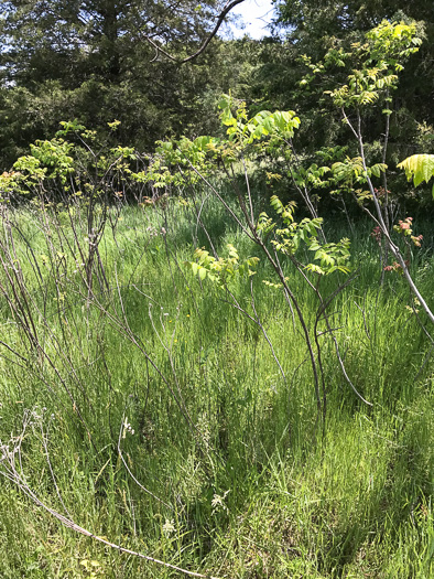 image of Juglans nigra, Black Walnut