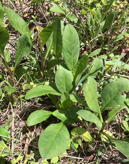 image of Solidago speciosa, Showy Goldenrod, Noble Goldenrod