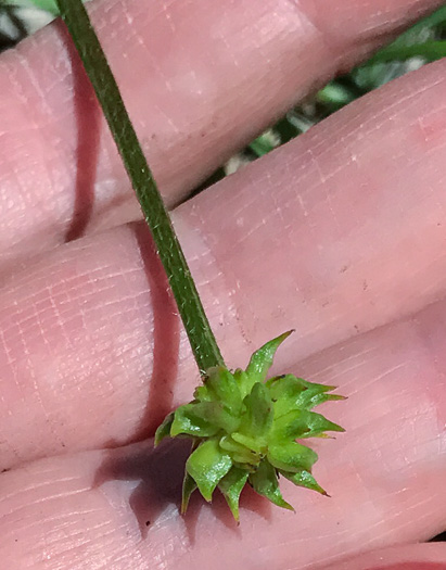 Ranunculus hispidus, Hispid Buttercup, Hairy Buttercup