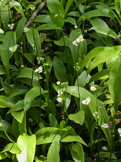 image of Sagittaria fasciculata, Bunched Arrowhead