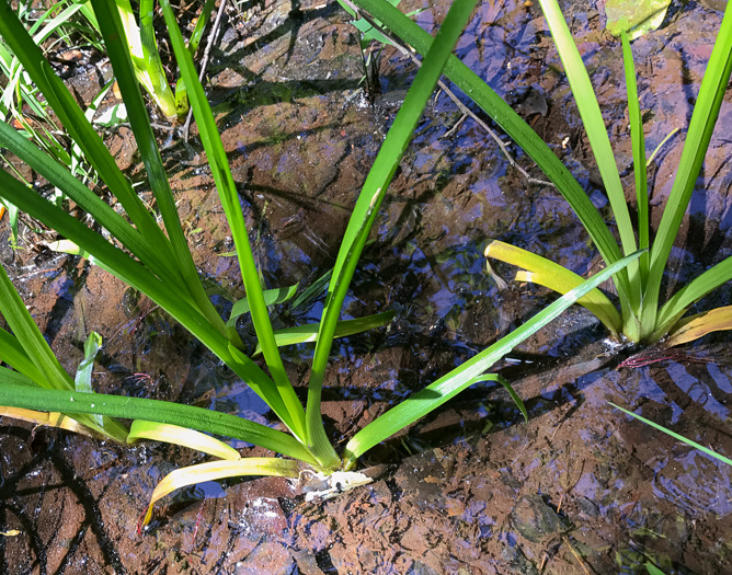 image of Sparganium americanum, American Bur-reed