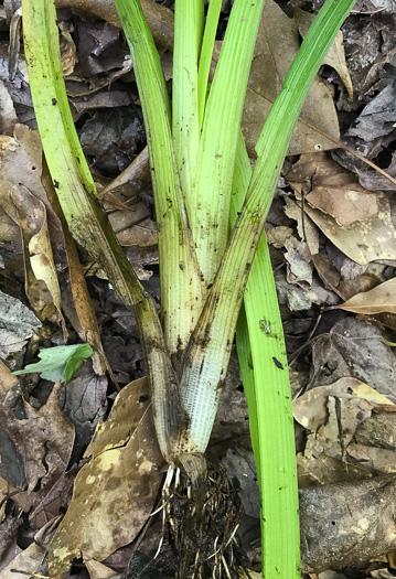 image of Sparganium americanum, American Bur-reed