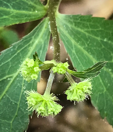 image of Sanicula smallii, Small's Sanicle, Southern Sanicle, Small's Black-snakeroot