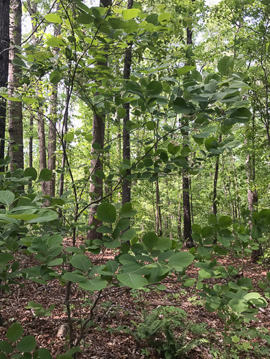 image of Styrax grandifolius, Bigleaf Snowbell, Bigleaf Storax, Large-leaved Storax