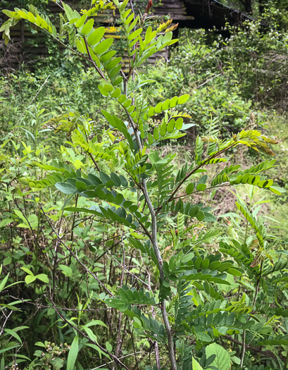 image of Gleditsia triacanthos, Honey Locust