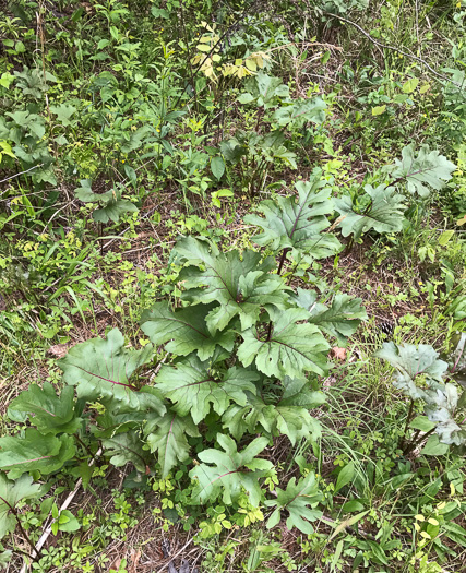 image of Silphium compositum var. compositum, Carolina Rosinweed, Compassplant, Rhubarb-leaved Rosinweed