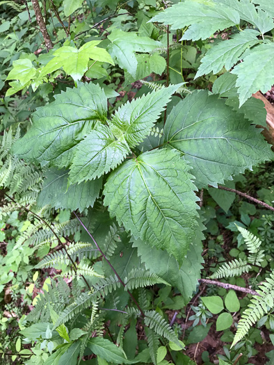 image of Ageratina altissima, Common White Snakeroot, Common Milk-poison