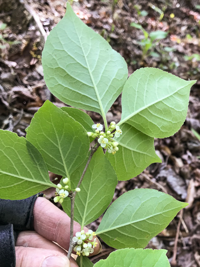 image of Ilex ambigua, Carolina Holly