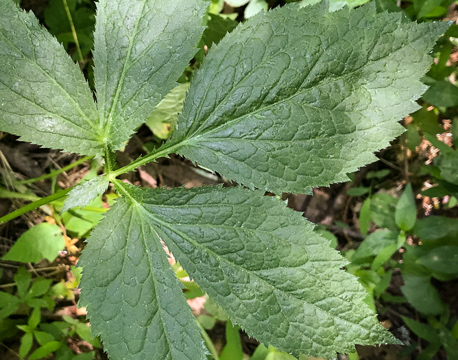 image of Cryptotaenia canadensis, Honewort