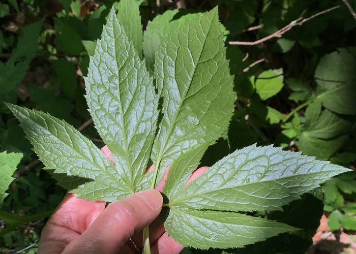 image of Cryptotaenia canadensis, Honewort