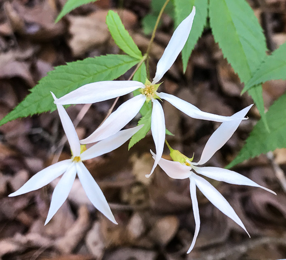 image of Gillenia trifoliata, Bowman's Root, Mountain Indian Physic, Fawn's Breath