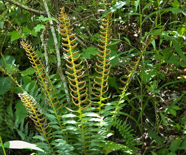 image of Polystichum acrostichoides, Christmas Fern