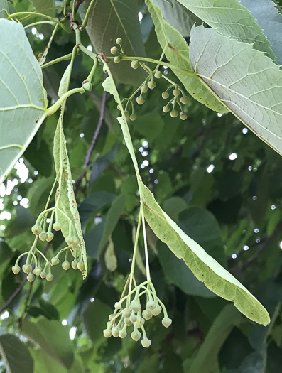 image of Tilia americana var. americana, American Basswood, Northern Basswood