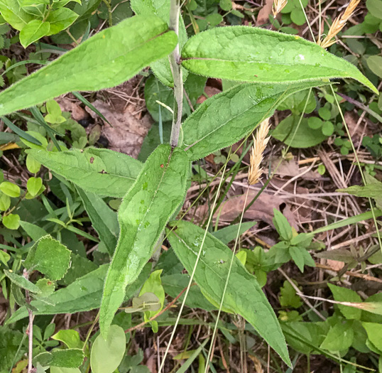 image of Silphium dentatum, Starry Rosinweed