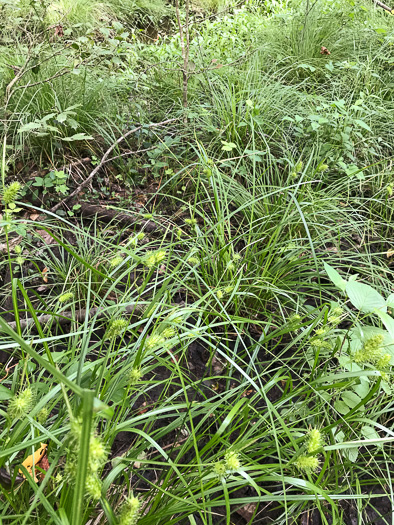 image of Carex lurida, Sallow Sedge