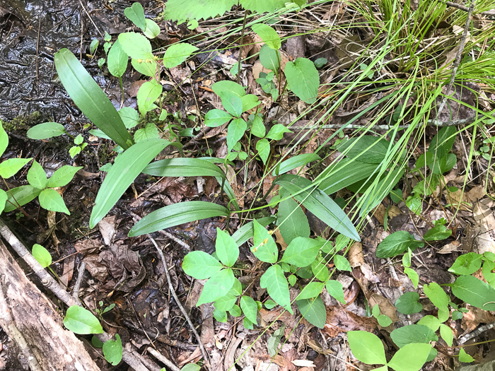 image of Platanthera clavellata, Small Green Wood Orchid, Club-spur Orchid, Woodland Orchid, Streamhead Orchid